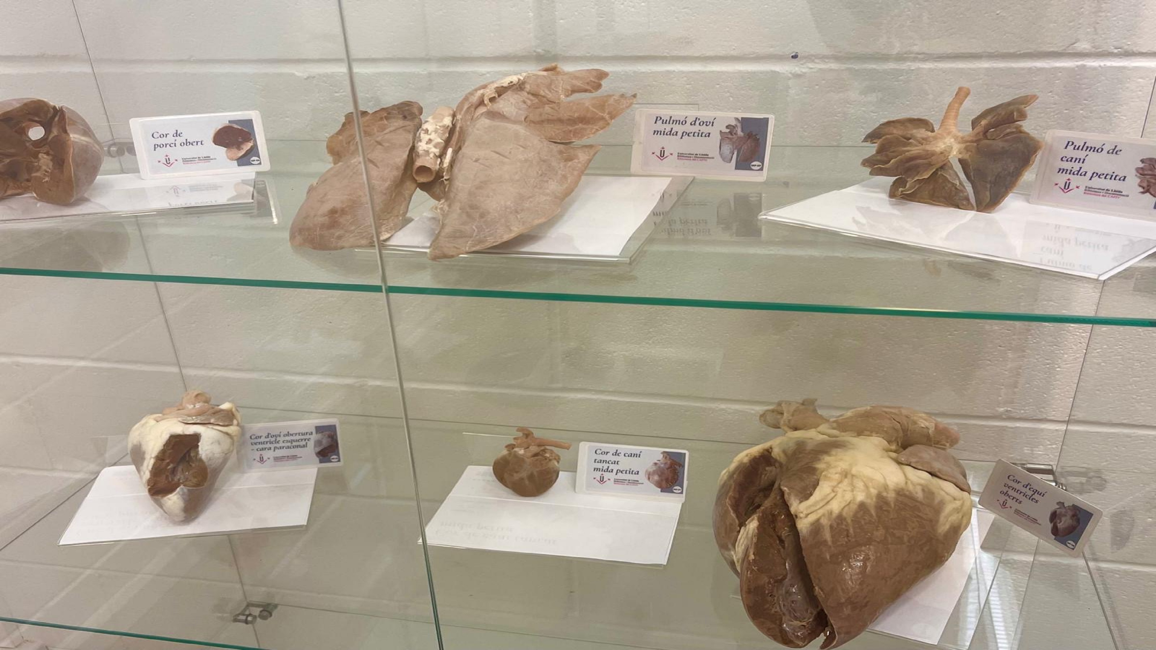 Peces plastinades animals