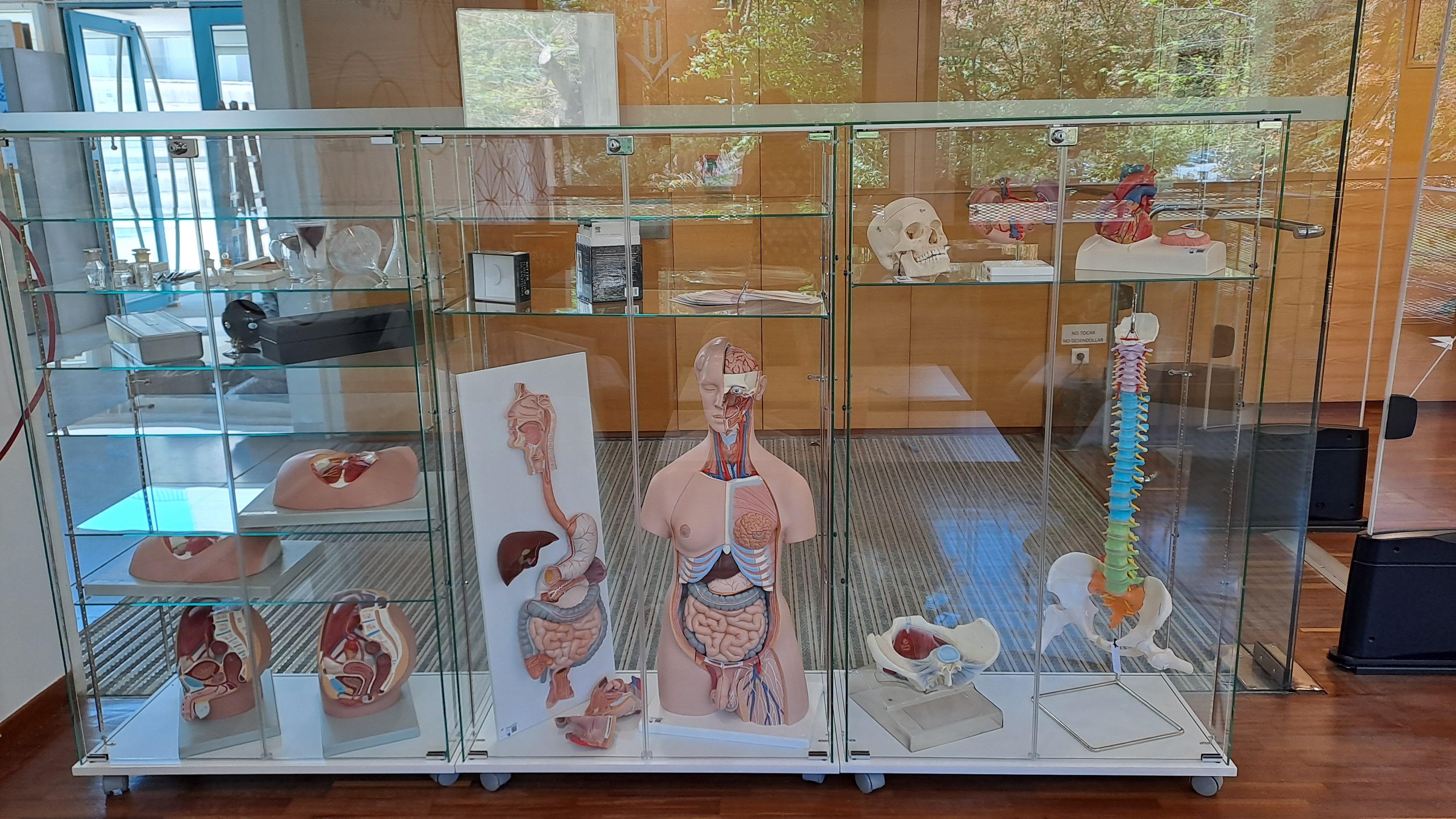 Préstec de models anatòmics