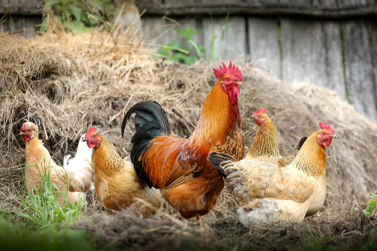 Animals de granja