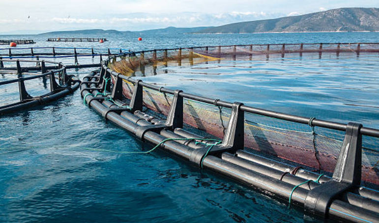 aquicultura