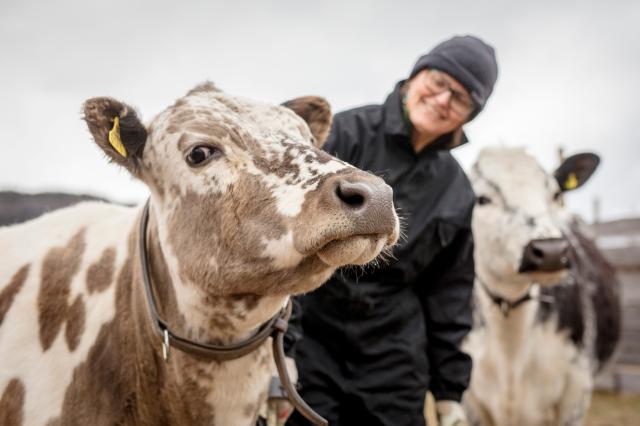 La Comissió proposa noves normes per al benestar animal