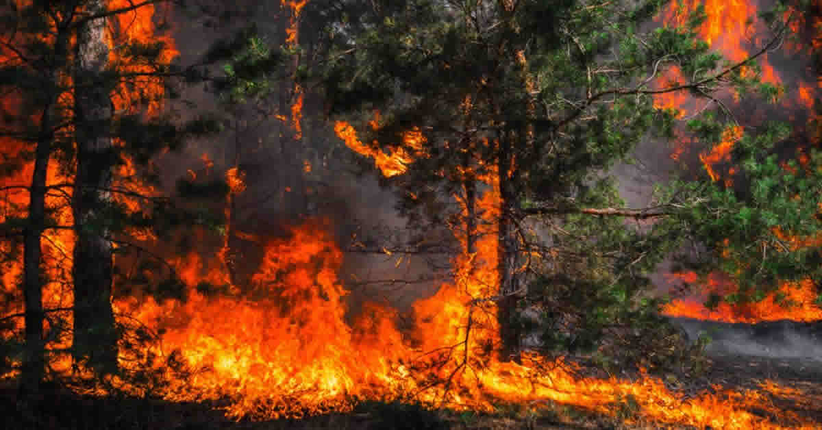 incendios-forestales