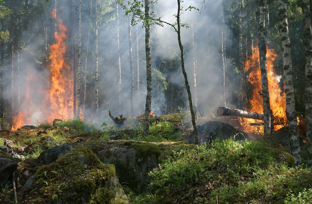 incendis forestals
