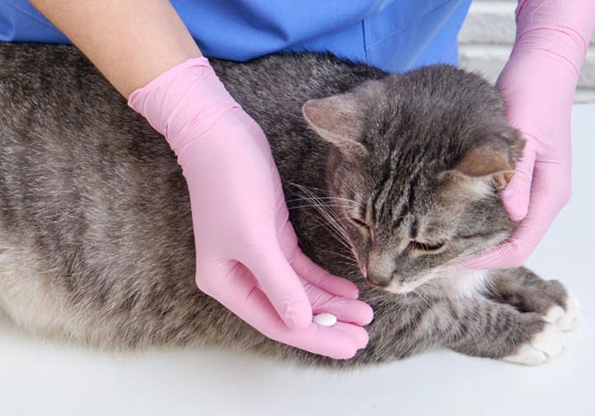 medicamentos veterinarios