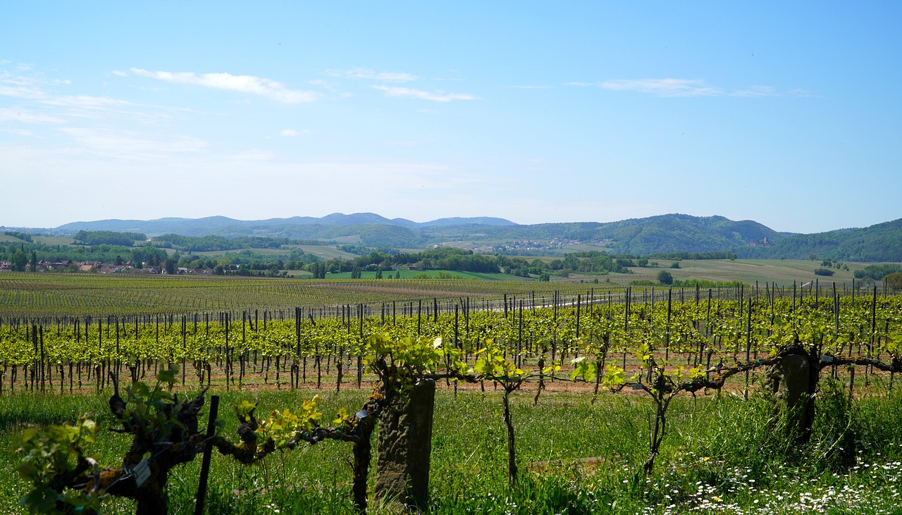 sector vitivinicola