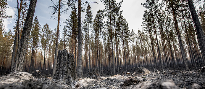 La naturalesa d'Europa, amenaçada en el pitjor any d'incendis forestals al món